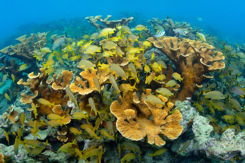 Elkhorn Coral