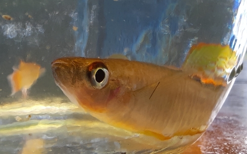 Banded lampeye (Aplocheilichthys spilauchen) — Poeciliidae — 3
