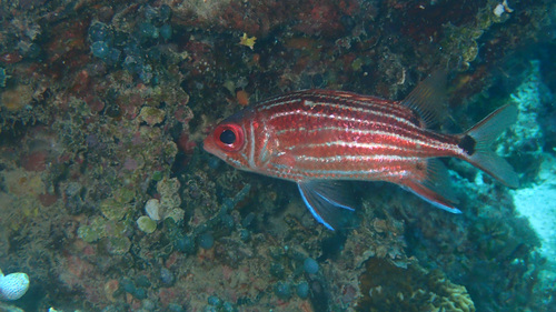Threespot Squirrelfish — seen at this dive site