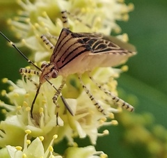 Hypselonotus lineatus