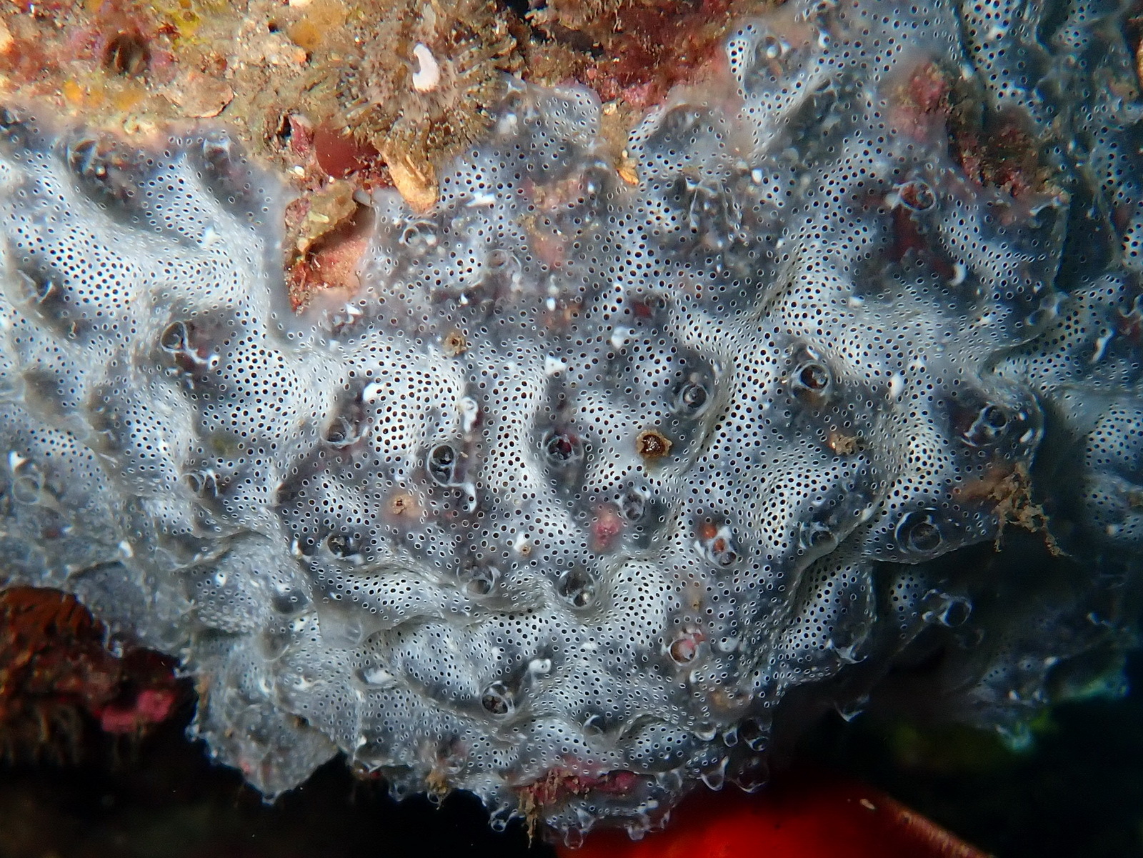 Diplosoma spongiforme (Giard, 1872)