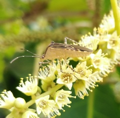 Hypselonotus lineatus