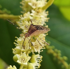 Hypselonotus lineatus