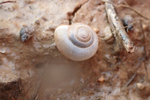 Monacha cartusiana