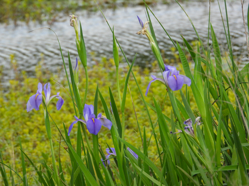 Iris giganticaerulea, photograph 2