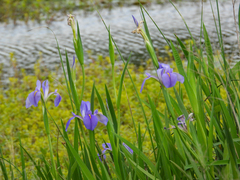 Iris giganticaerulea, photograph author not stated, no rights reserved