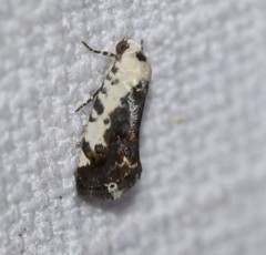 Acontia nivipicta