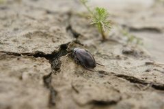 Hydrochara caraboides