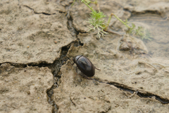 Hydrochara caraboides