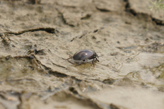 Hydrochara caraboides