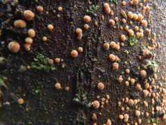 Pezicula cinnamomea