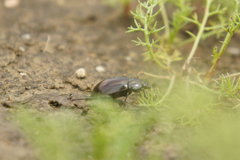 Hydrochara caraboides