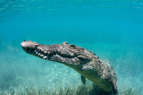 Cayo Bonito