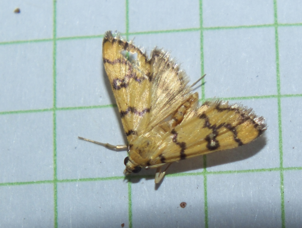 Glycythyma