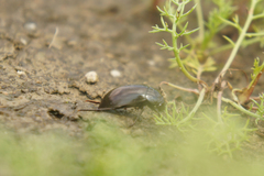 Hydrochara caraboides