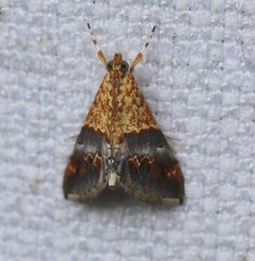 Tetracona amathealis