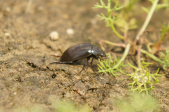 Hydrochara caraboides