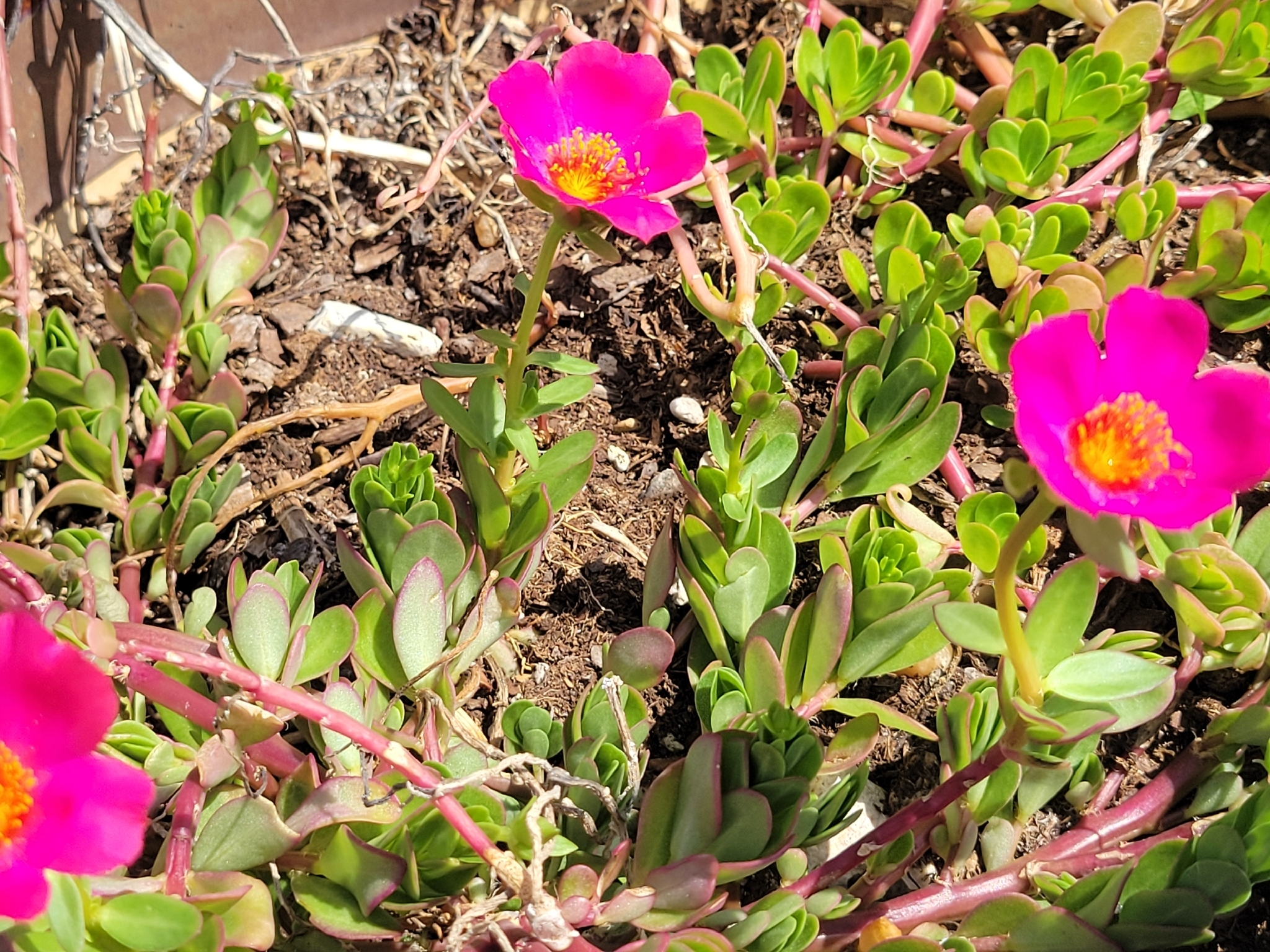 Wingpod Purslane (Portulaca umbraticola)