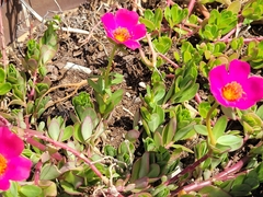 Pourpier Wingpod (Portulaca umbraticola)