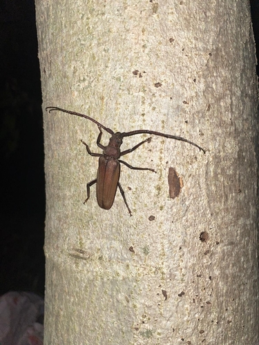 grain support beetle, Bergamo, Lombardia, IT, photo 9 of 10
