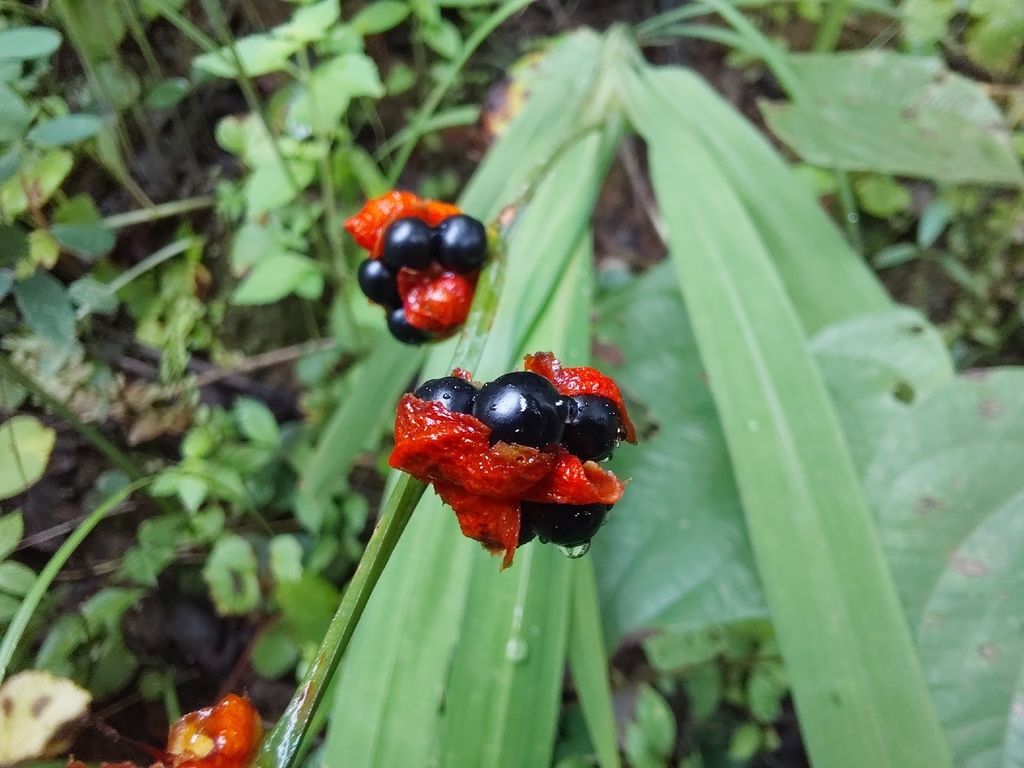 Crocosmia aurea, Chililabombwe, Zambia, by n_case_w