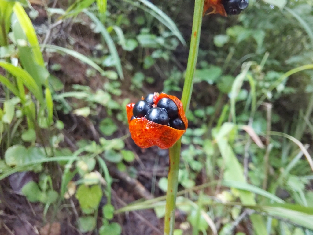 Crocosmia aurea, Chililabombwe, Zambia, by n_case_w