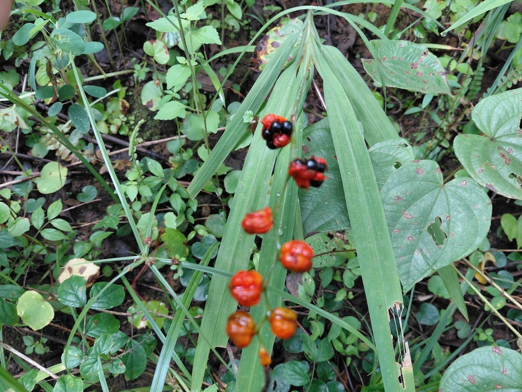 Crocosmia aurea, Chililabombwe, Zambia, by n_case_w