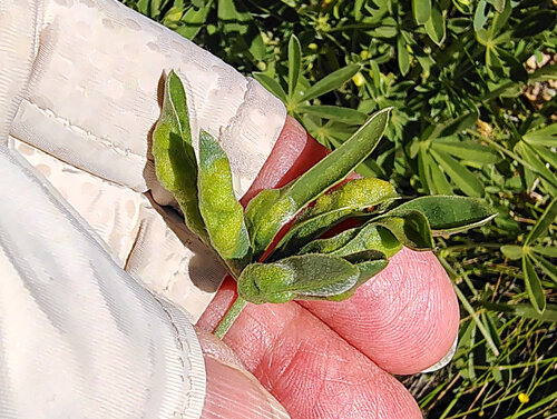 Unknown species found near Edgewood County Park, San Mateo, Golden Gate National Recreation Area, California, United States