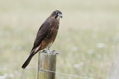 New Zealand Falcon photo 4