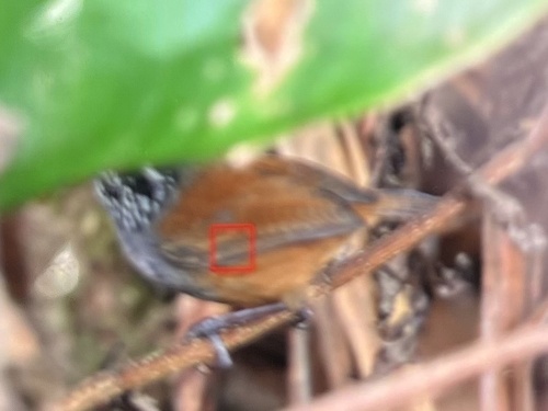 Grey-breasted Wood Wren (Henicorhina leucophrys)