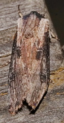 Agrotis malefida
