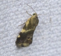 Acontia detrita