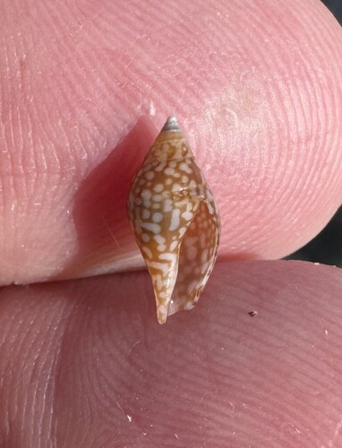 Nitidella nitida observed 2026-02-13