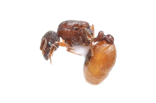 Carebara peruvianaCarebara peruviana
