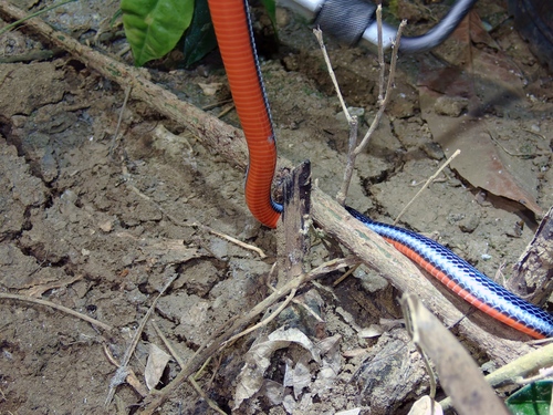Blue Malaysian Coralsnake