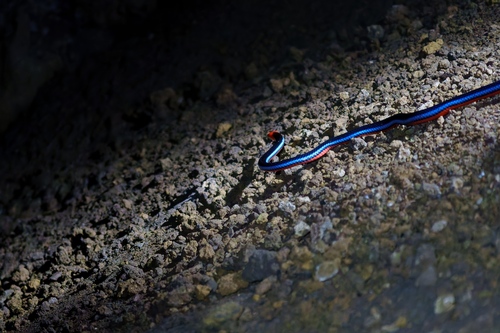 Blue Malaysian Coralsnake