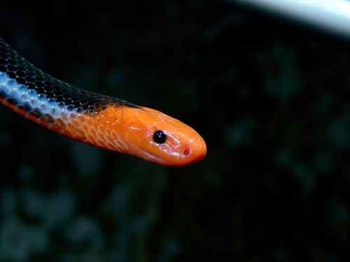 Blue Malaysian Coralsnake