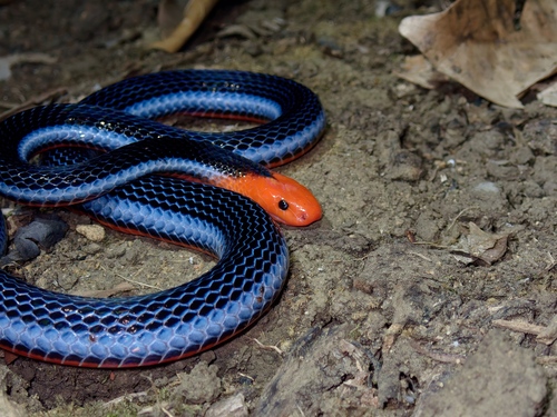 Blue Malaysian Coralsnake