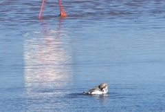Charadrius alticola