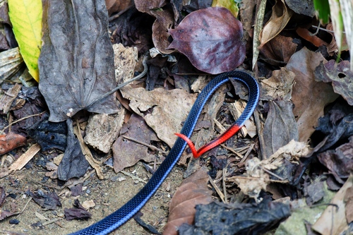 Blue Malaysian Coralsnake