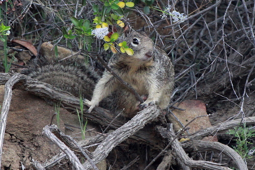 iNaturalist observation photo of California Ground Squirrel