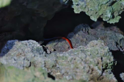 Blue Malaysian Coralsnake