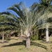 Triangle Palm - Photo no rights reserved, uploaded by Steve Plumb