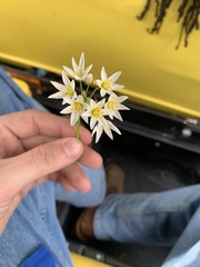 Nothoscordum bivalve