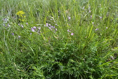 Astragalus pallescens