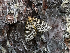 Arichanna melanaria