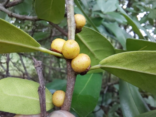 Bastard Natal Fig