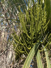 Dypsis decaryi