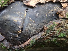 Sphaerosporium lignatile