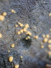 Sphaerosporium lignatile